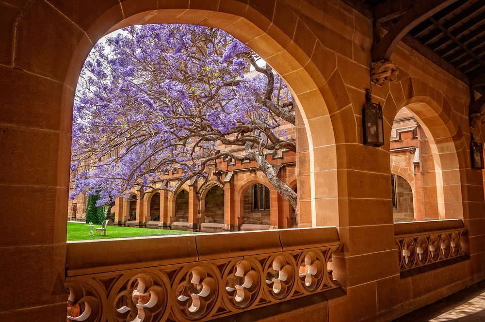 sydney university